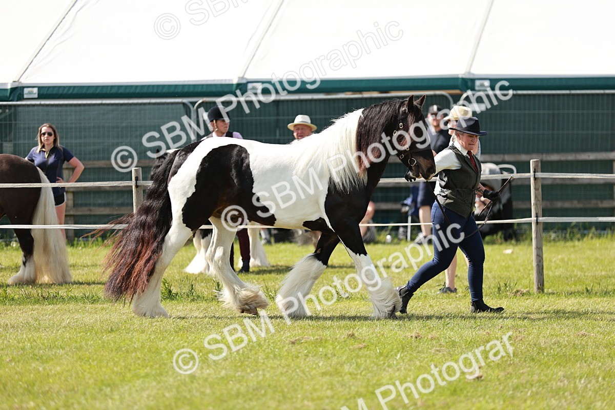 SBM_08755 - Class 63-65 - Traditional Gypsy Cobs In Hand & Ridden