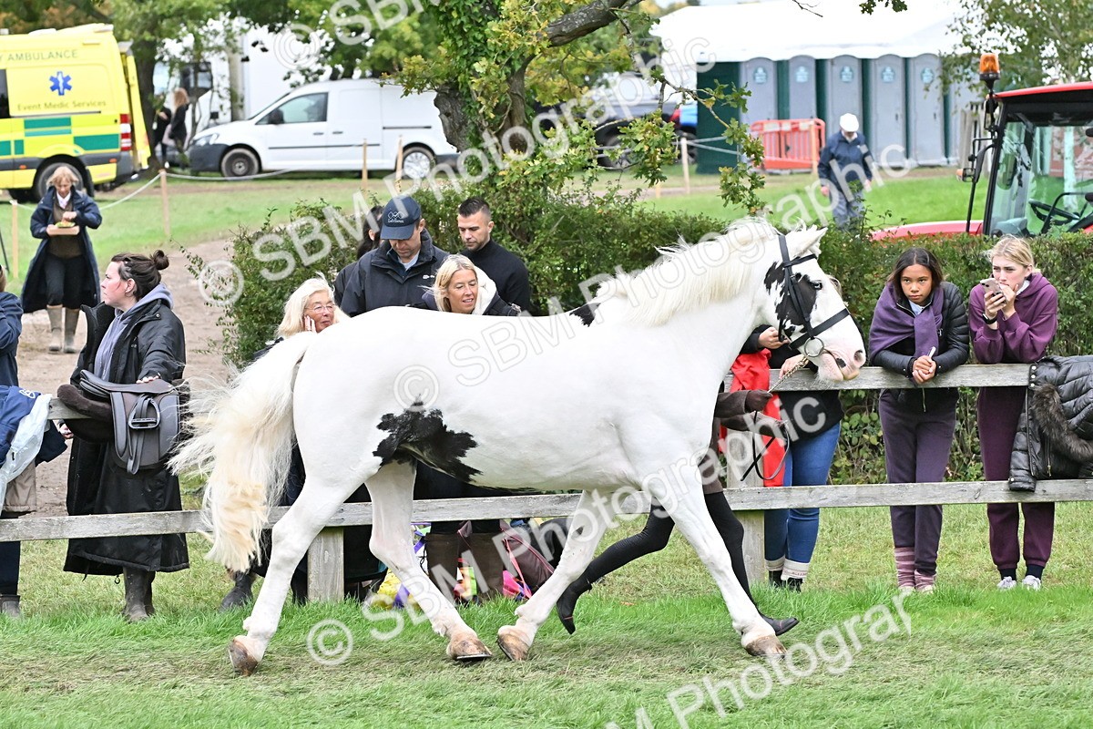 SBM_68550 - S42 - Junior Handler 9-12 Years