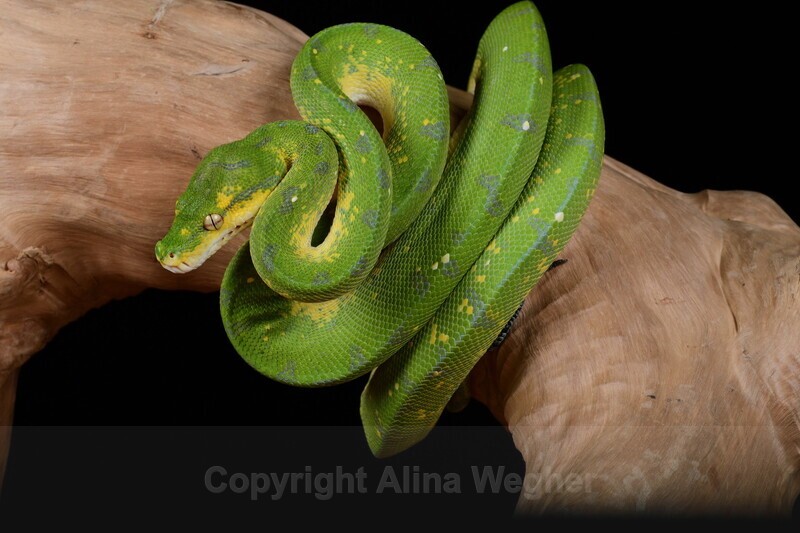 Green Tree Python - Reptiles & Amphibians
