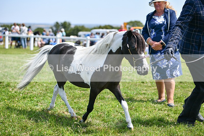 DSC_7369 - Class 62: Coloured Pony Youngstock