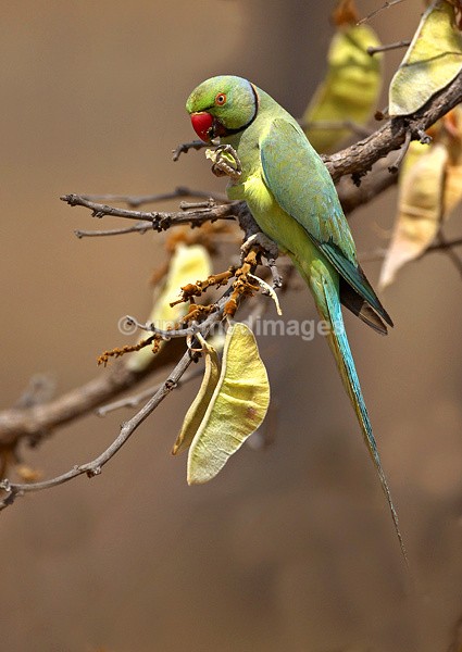 Rose-ringed Parakeet 2 - India