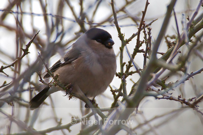 Bullfinch (female) at Otmoor - Bullfinch