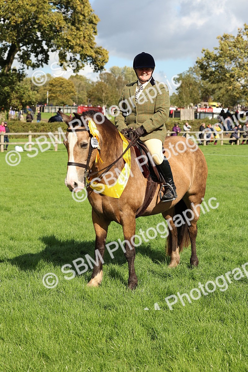 SBM_45554 - S33 - Working Hunter Pony