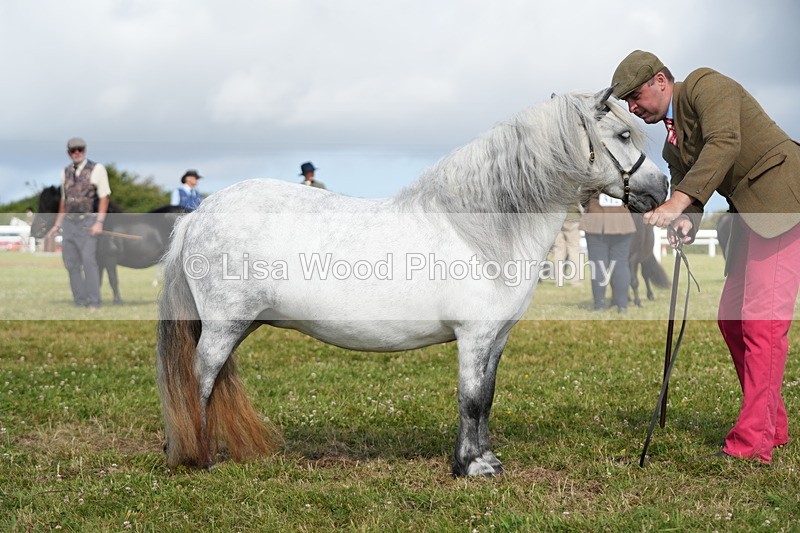 DSC05300 - Class 49: NPS Shetland 4 years and over
