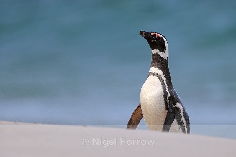 Magellanic Penguin, Leopard Beach, Carcass Island, Falklands - Magellanic Penguin