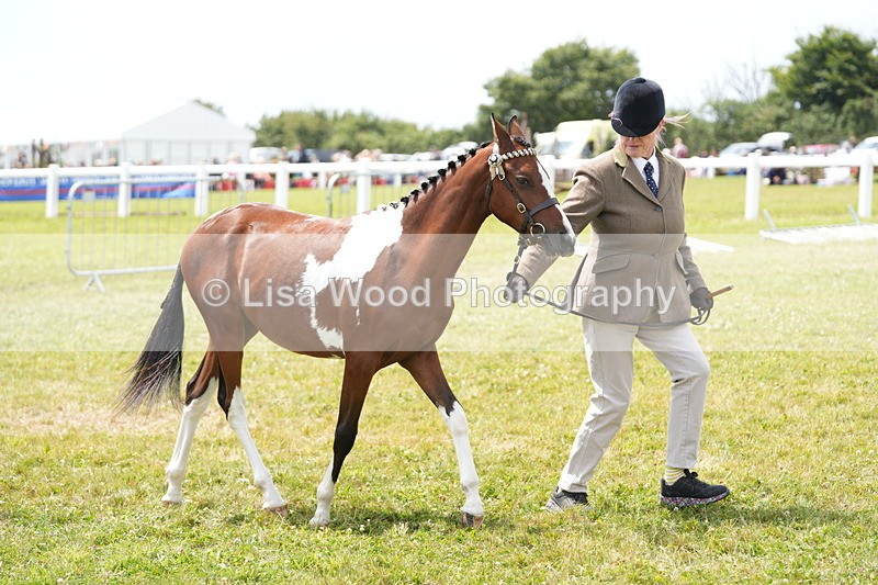DSC06742 - Class 58: Coloured Pony Youngstock