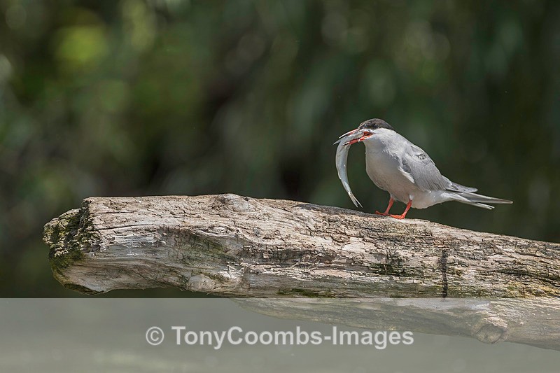 Common Tern - Danube Delta