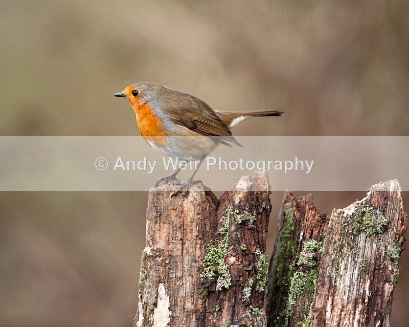 20110123-IMG_0378 - Robin