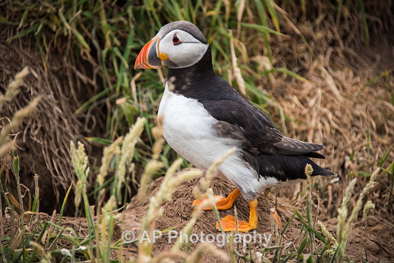 ACP_9756-1 - Puffins on Skomer Island