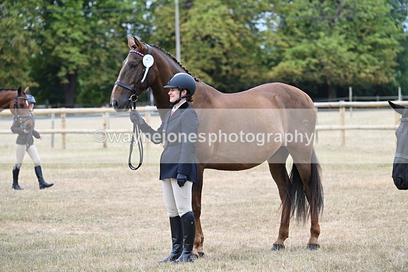 WJ7_0202 - Class 5a Most Handsome Gelding (above 14.2hh)