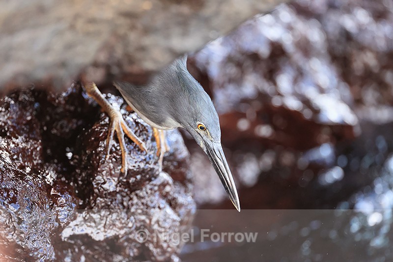 Lava Heron, close view, Bartolome Island, Galapagos - Striated Heron