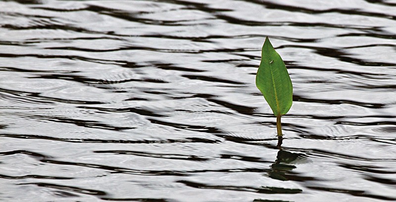 Water Leaf_1041 - Water Element