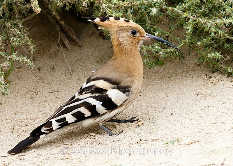 Astland Photography, Bird and Wildlife Images, Susan and Peter Wilson, U.K.