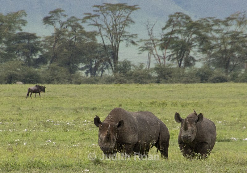 Black Rhino Pair - Tanzania Birds and Mammals