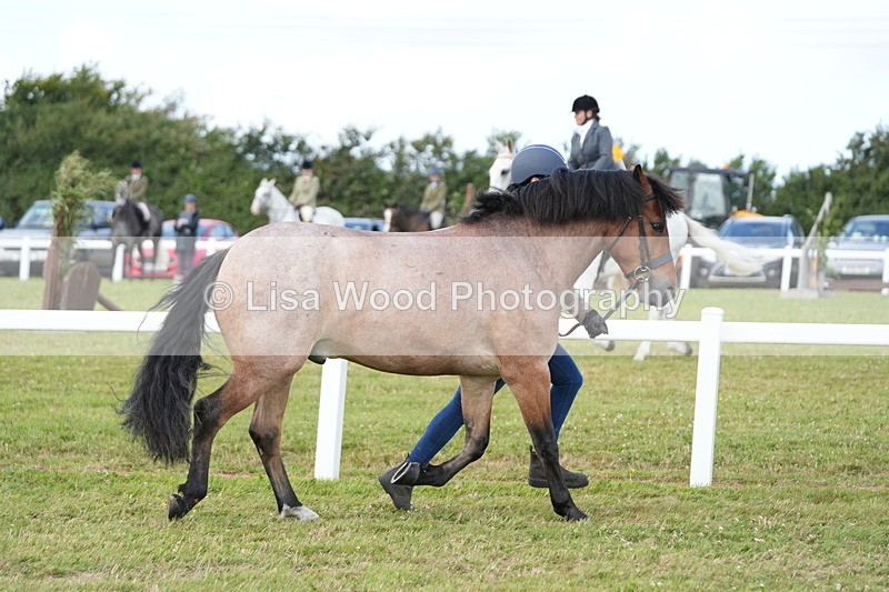 DSC05729 - Class 51: NPS M&M 4 years and over Large Breeds