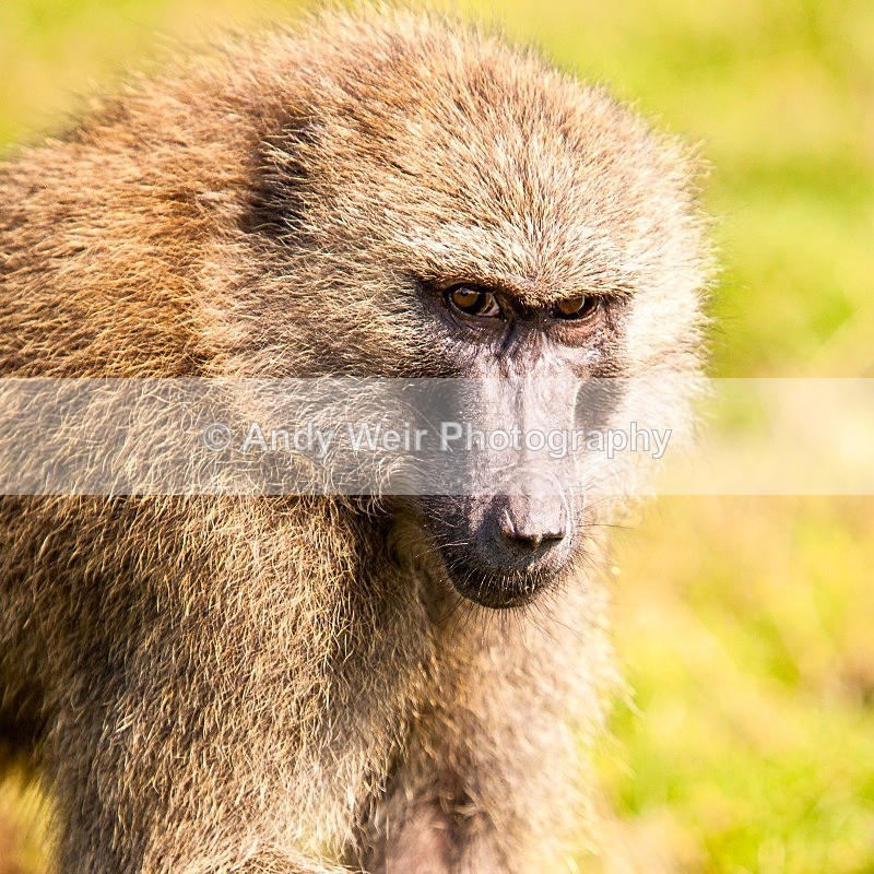 20120903-_MG_9786 - Captive Animals