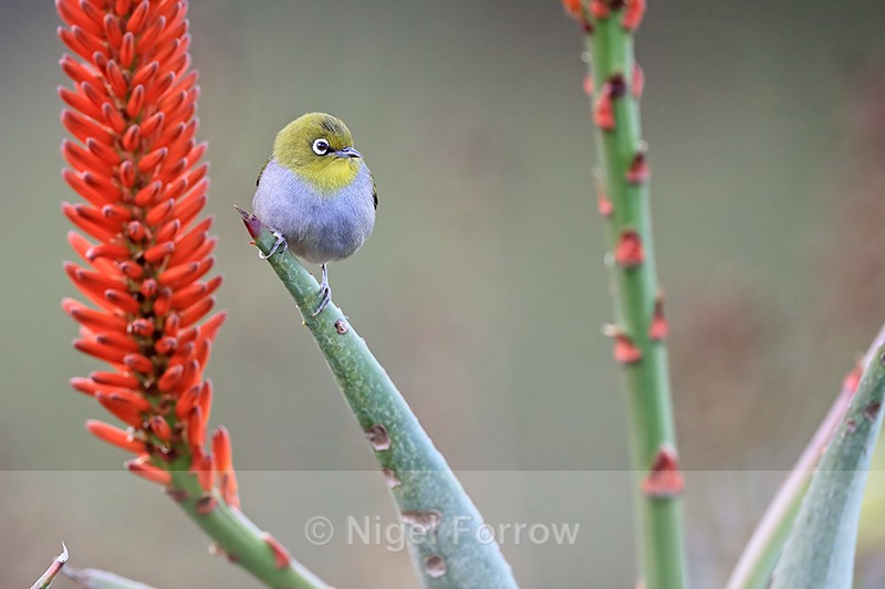 Cape White-eye, aloe orange flower, Kirstenbosch Botanical Garden - Cape White-eye