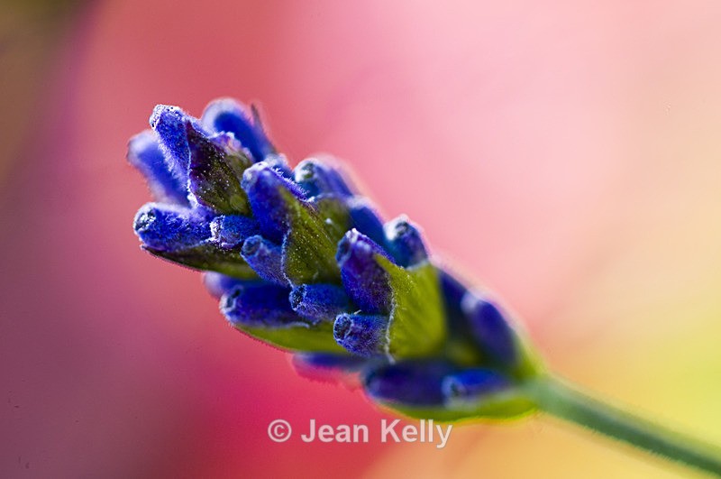 Flower - 9825 - Blue