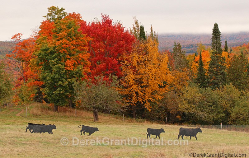 Autumn Cows - New Brunswick Fall Foliage - Autumn Foliage