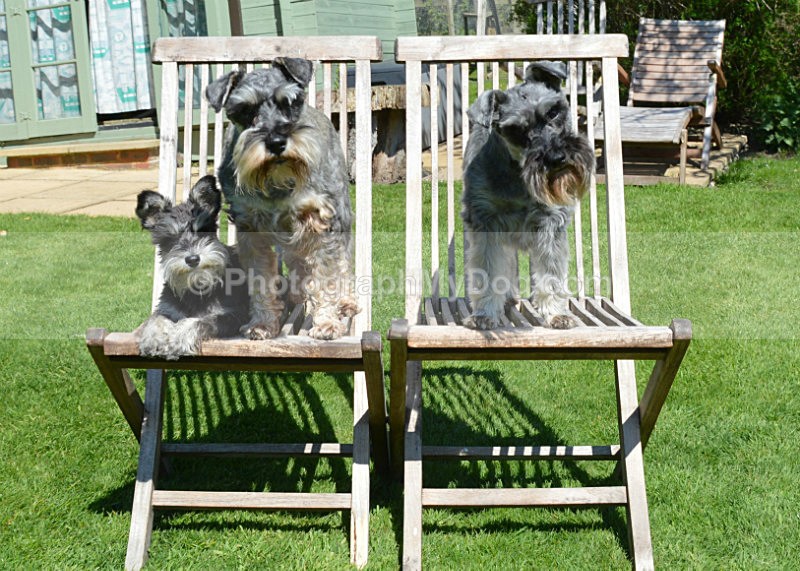  - Schnauzers