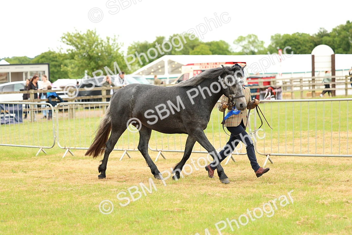 SBM_04276 - Class 64-67 - Shetland Pony In Hand