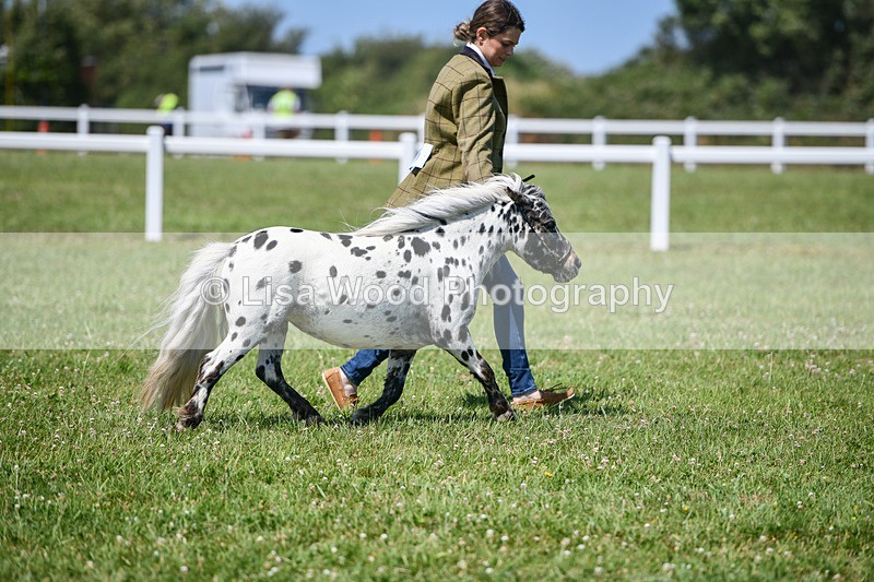 DSC_7139 - Class 61: Miniature Horse 4yrs & over