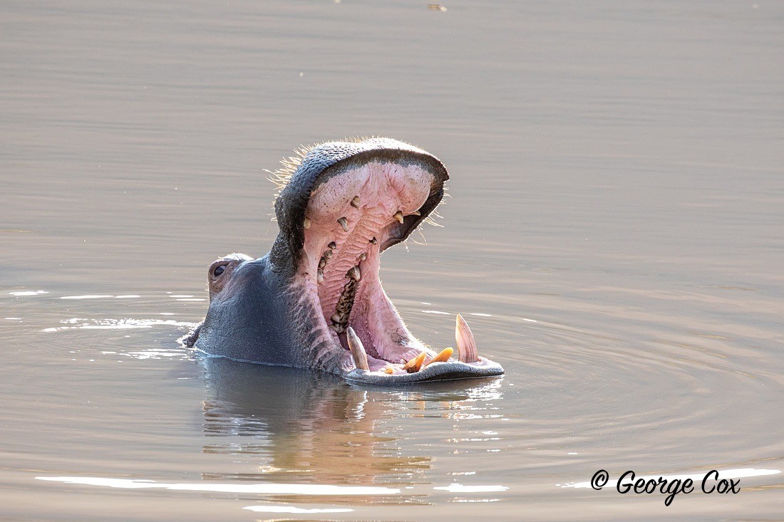 Hippo Yawn - South Africa - Limpopo