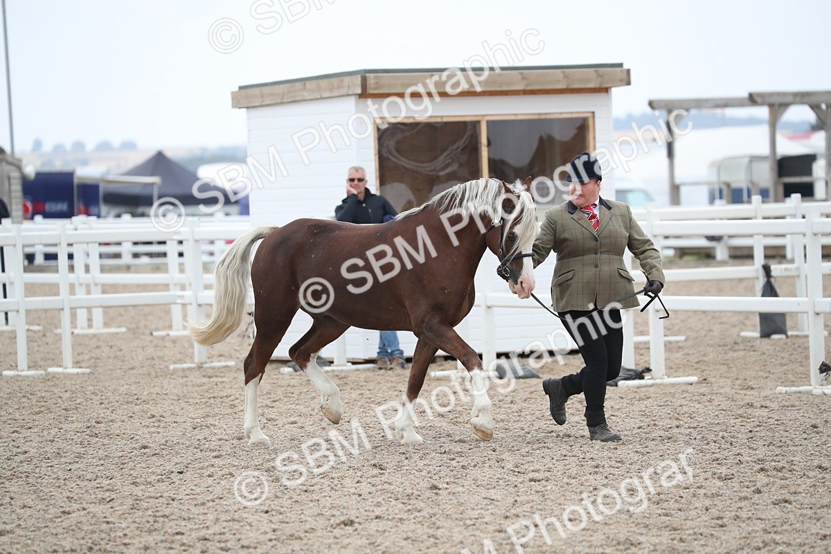 SBM_17892 - Class 317 IH Pure bred Horse/Pony
