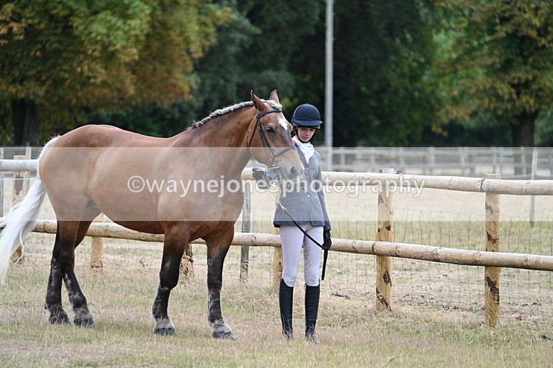 WJ7_8891 - Class 4a Prettiest Mare 14.2hh and over
