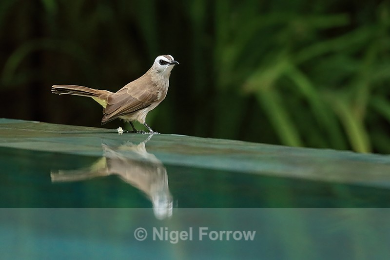 Yellow-vented Bulbul, Phnom Penh, Cambodia - Yellow-vented Bulbul