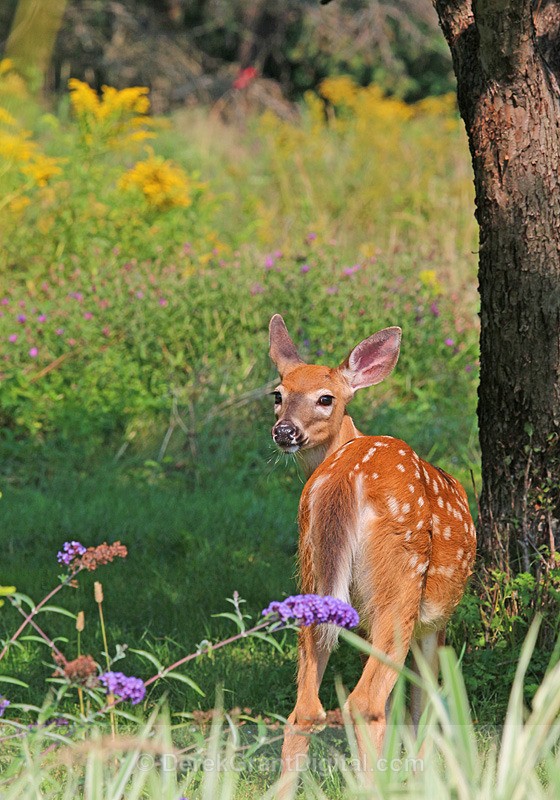 Rear View Fawn - Mammals, Reptiles & Amphibians