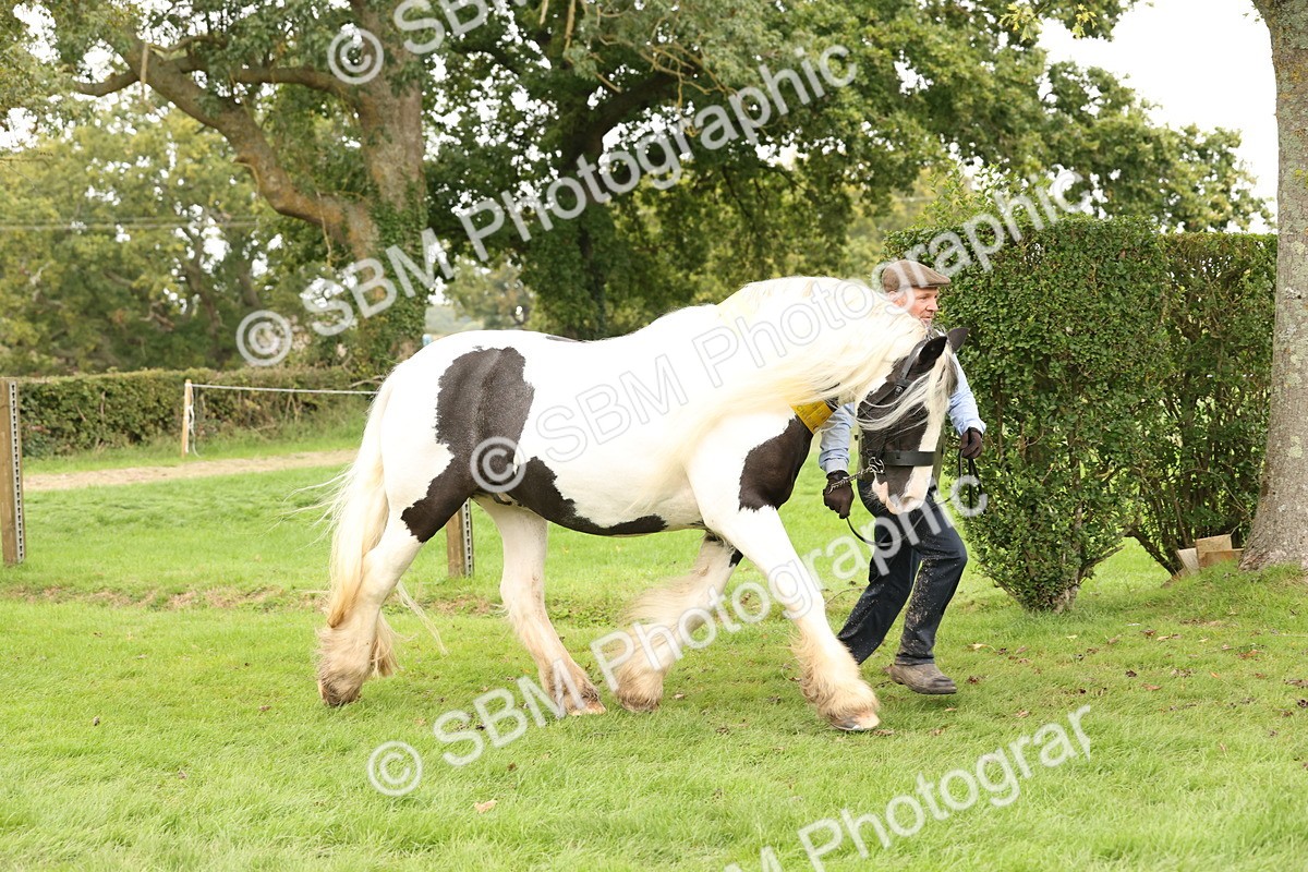 SBM_60836 - In Hand Horse Supreme Championship