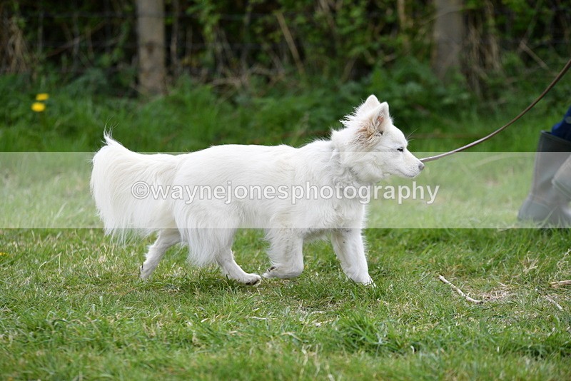 WJ5_9190 - Class 1 Best Cross Breed / Heniz 57