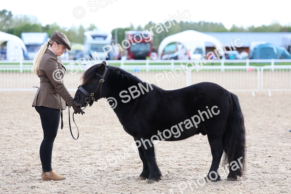 SBM_18751 - Class 317 - IH Pure Bred Horse-Pony