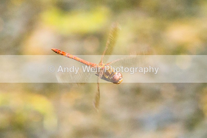 20160913-3K8A6857 - Dragonflies & Damselflies