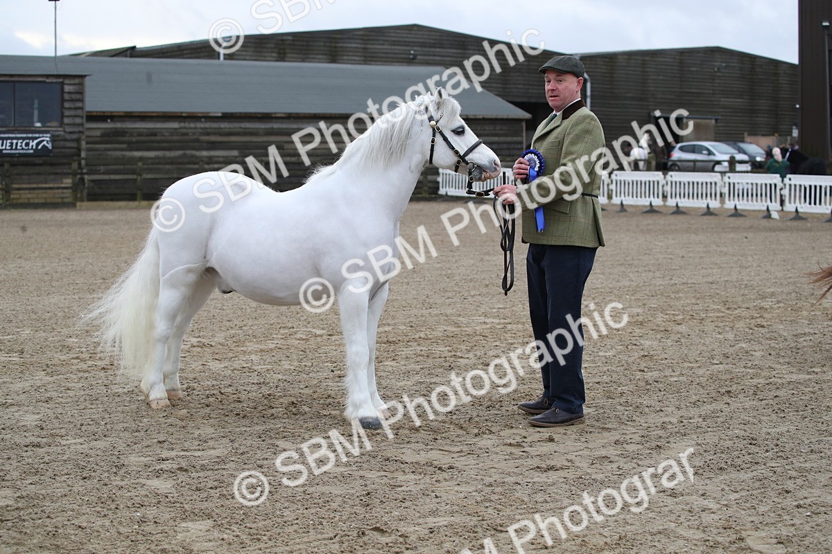 SBM_003948 - Class 1-4 - Young Stock classes Inc. In Hand Championship