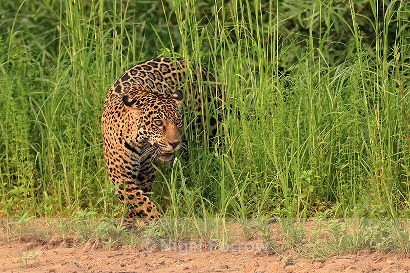 Jaguar emerges from long grass, Parque Estadual Encontro das Águas - Jaguar