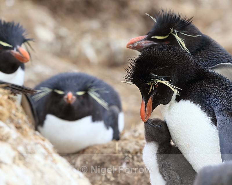 Rockhopper chick begging for food, Cape Bougainville, Falklands - Rockhopper Penguin
