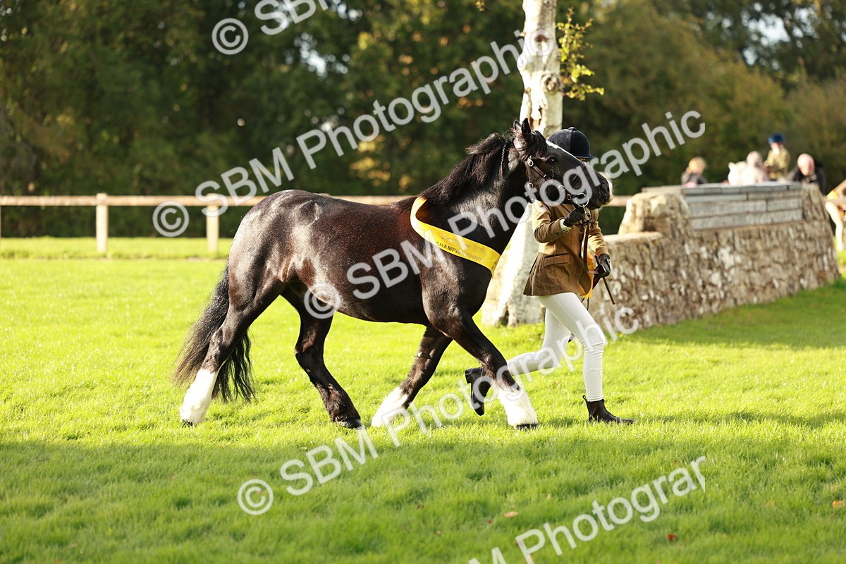 SBM_29269 - Novice & newcomer Supreme Championship