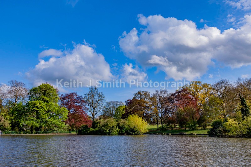 1SKJ0440 - Trees in Abington Park