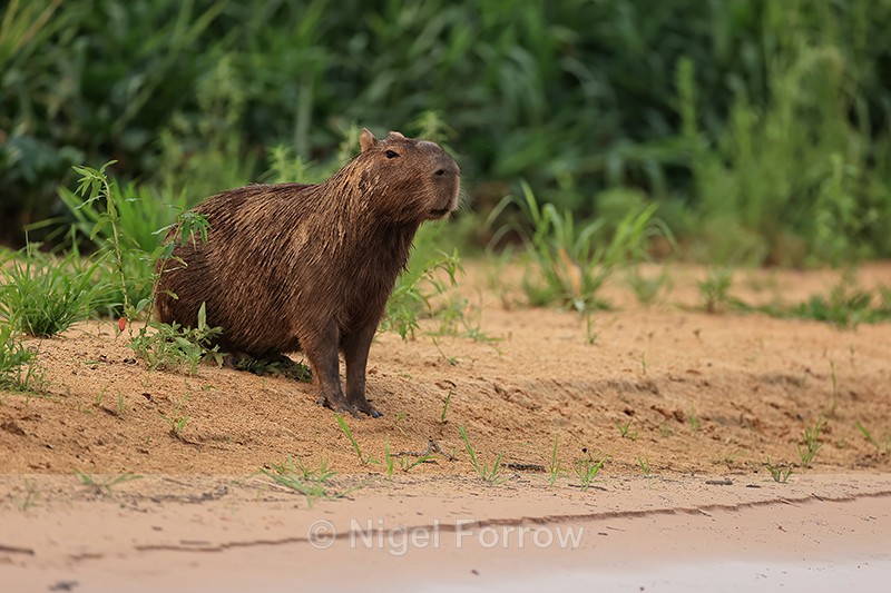 Capybara (male) on river bank, Pantanal, Brazil - Capybara
