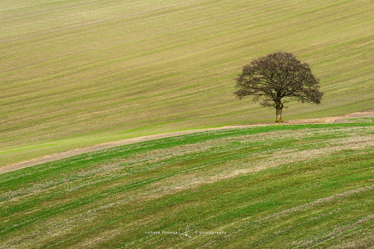 Scarified - One2Tree