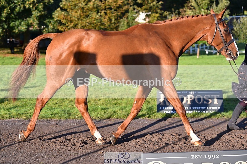 231022-091934-21702 - 663-GROOVY.GUY-Hannah.Watson-TrotUp+SJ