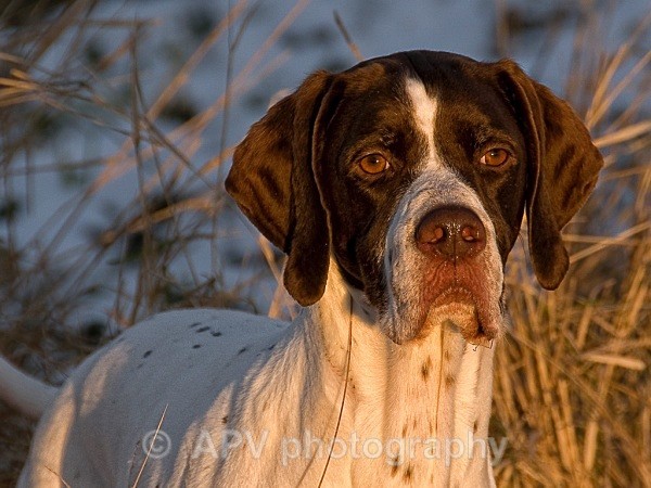 Winter Sunlight - Dogs'n'Cats