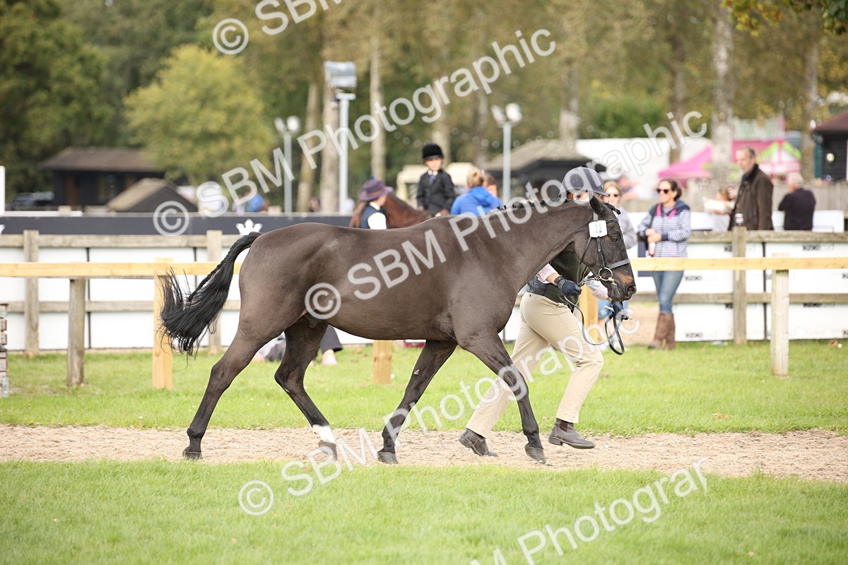 SBM_46325 - S25 - Mature Veteran In Hand