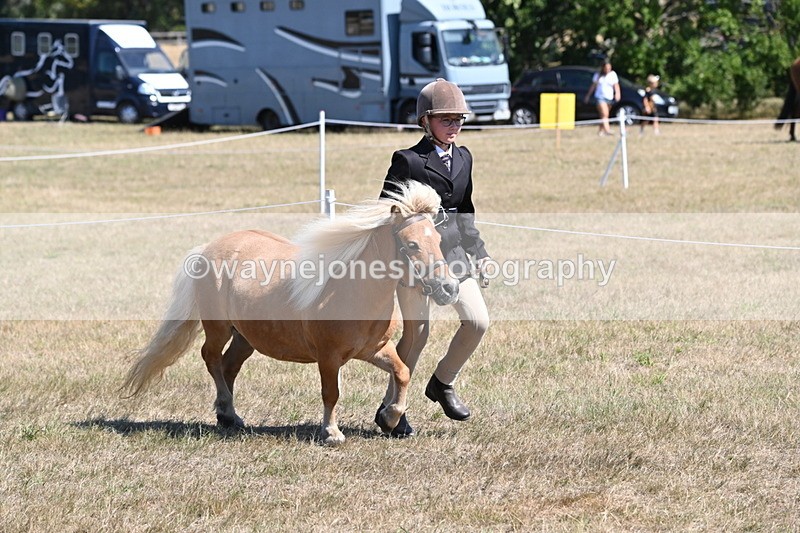 WJ6_8611 - Class 37b Best Loan Pony In-hand