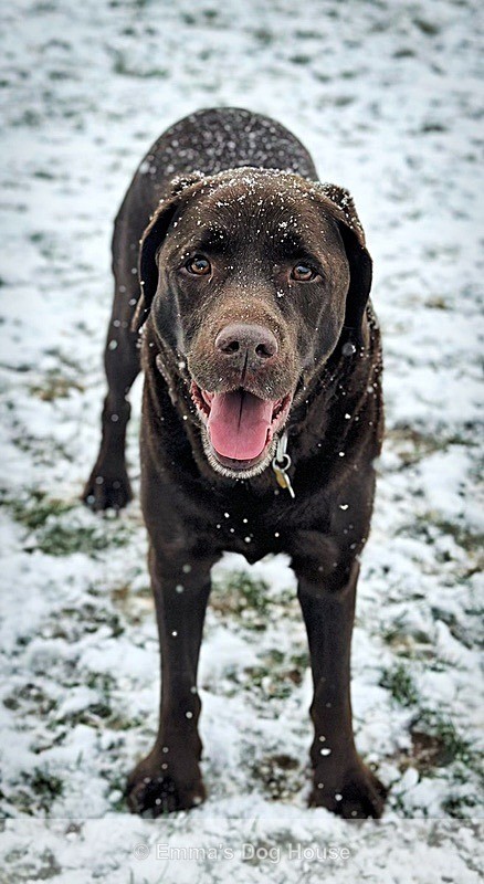  - Pawtraits