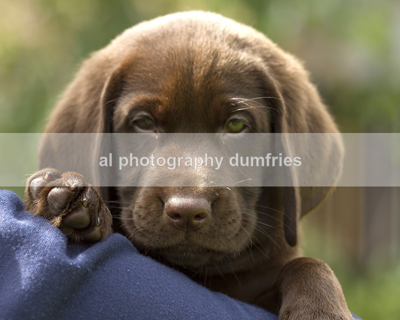 Maxx 2 - Pet Portraits