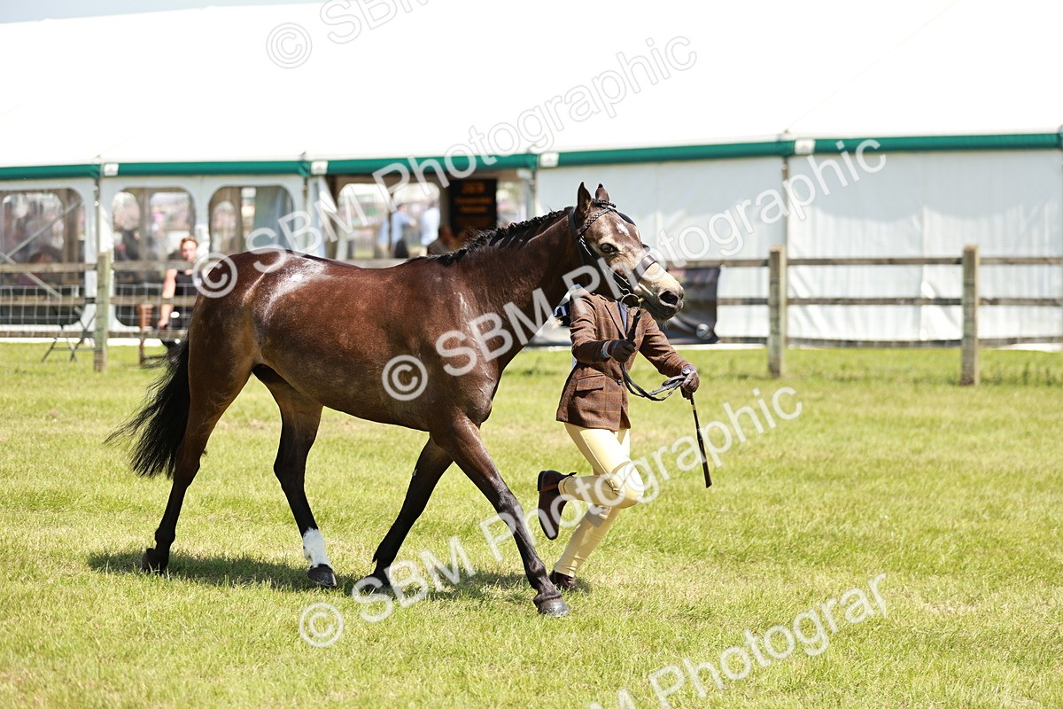 SBM_15487 - Class 108-109 - BSPS LIHS Open Gradle & Nursery Stakes