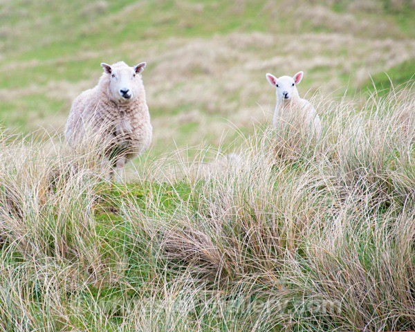 Sand Dune Sheep in Durness - Scottish Highlands
